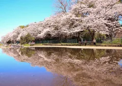 水面に映る桜並木