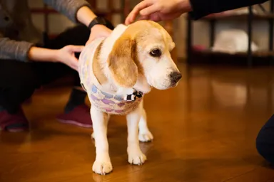 看板犬BOSSは気まぐれに現れる