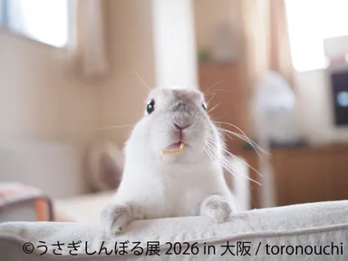 うさぎしんぼる 展示作品：toronouchi