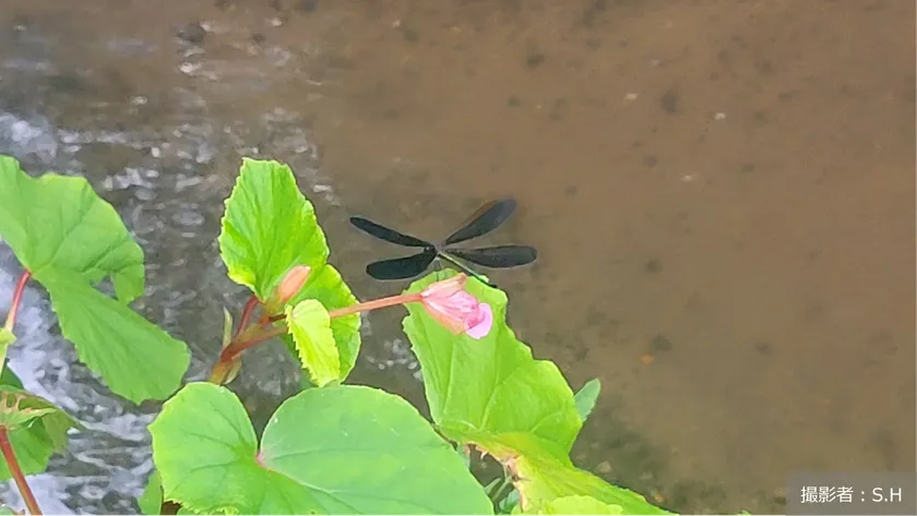 地球の学校_20260303_世界野生生物の日