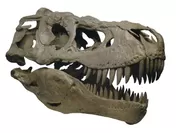タルボサウルス頭骨(複製)