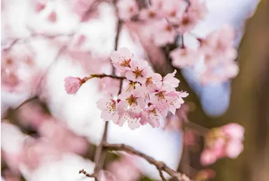 山桜