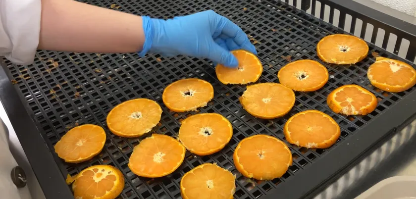 規格外みかんの加工作業