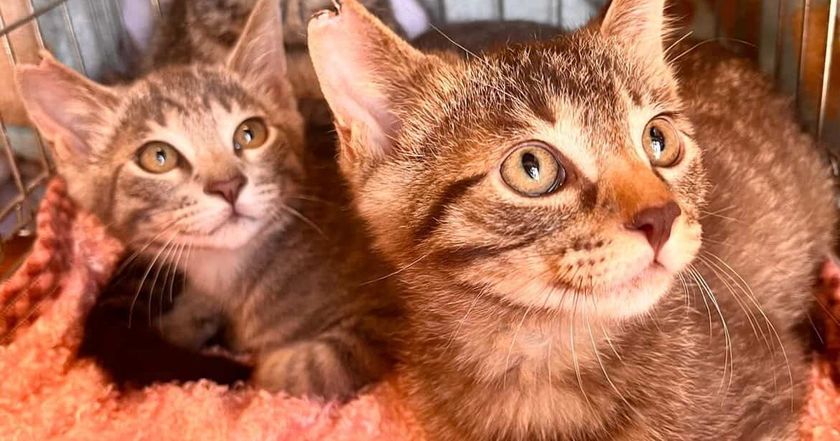 さくらみみの「猫耳イラストコンテスト」、
大阪さくらねこの会へ寄付　
イラスト応募487作品・投票5,125票から生まれた支援金99,950円