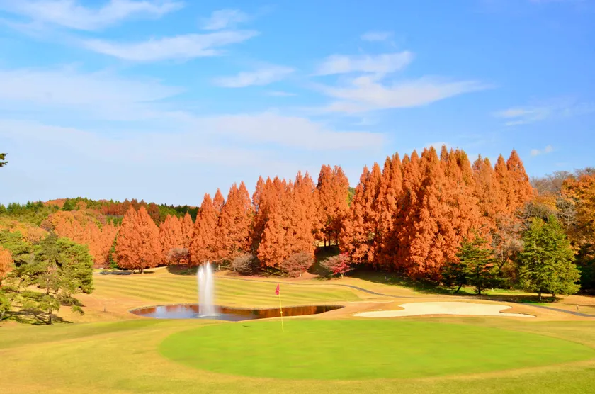 秋のメタセコイヤ(葛城9番ホール)