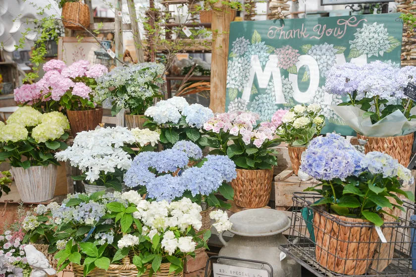 母の日ギフトとして展開される売り場(the Farm UNIVERSAL／大阪府茨木市)