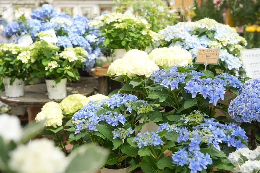 あじさい約60種が並ぶ売り場(the Farm UNIVERSAL/大阪府茨木市)