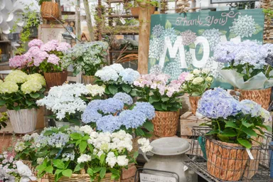 母の日ギフトとして展開される売り場(the Farm UNIVERSAL／大阪府茨木市)