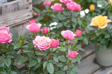 花の女王のバラ(ミニバラ)