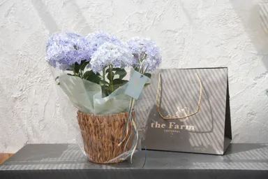 母の日ギフト向けギフト/全国発送可能(ラッピング仕様)