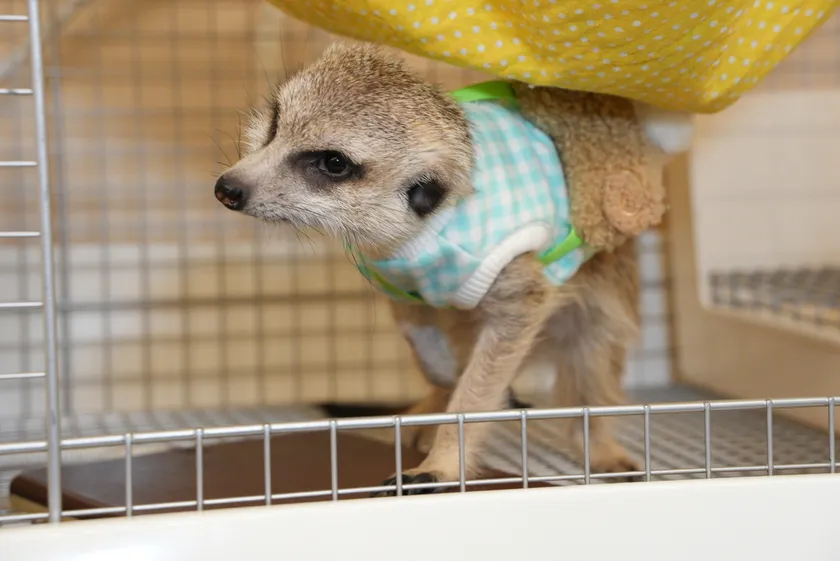 ミーアキャット(1)