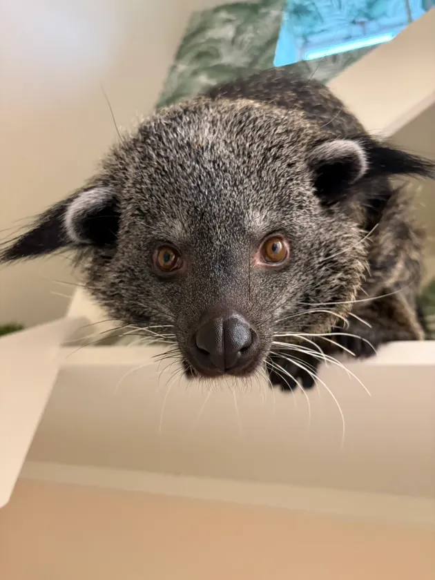 ビントロング(2)