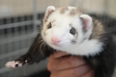 フェレット(1)