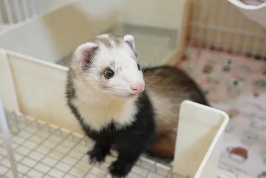 フェレット(2)
