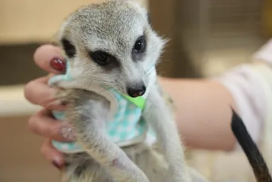 ミーアキャット(2)