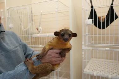 キンカジュー(2)