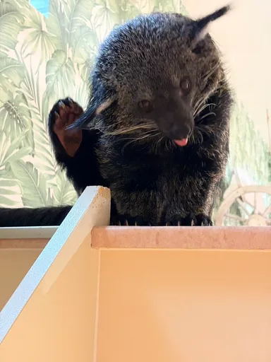 ビントロング(1)