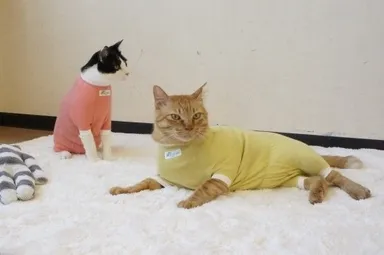 猫の術後服(ピンク・イエロー)