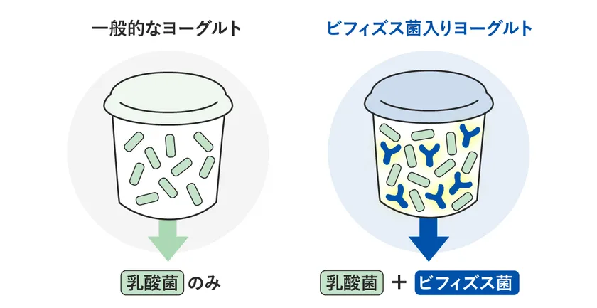 ヨーグルトにおける大きな違い