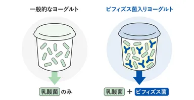 ヨーグルトにおける大きな違い