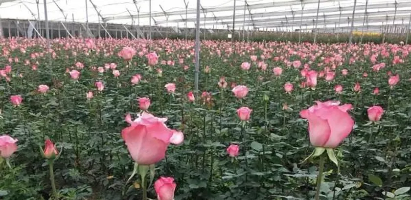 約20ヘクタール(東京ドーム約4個分)の広大な敷地で、バラが健やかに育ちます