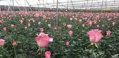 約20ヘクタール(東京ドーム約4個分)の広大な敷地で、バラが健やかに育ちます