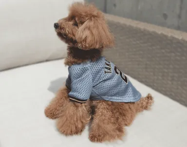 ビジターユニフォームSサイズを纏った熱気あふれるワンちゃん(C)阪神タイガース