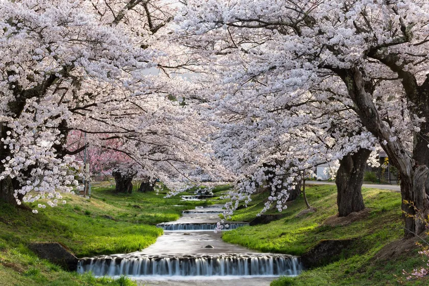 観音寺川の桜