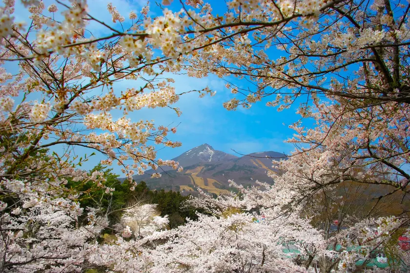 亀ケ城の桜
