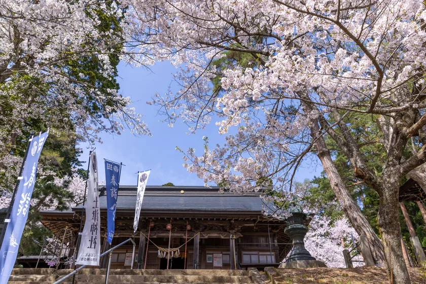 土津神社の桜