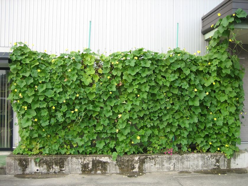 天然ヘチマカーテンのエアコンで真夏の省エネ対策　
オーガニックコスメ会社「ネオナチュラル」が壁面緑化参加者を募集