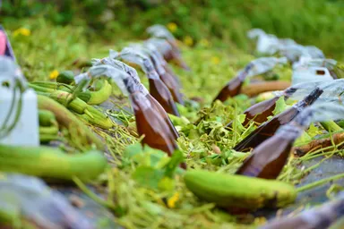 ヘチマ化粧水も自宅で楽しめる