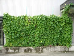 天然のエアコンとして最適な壁面緑化