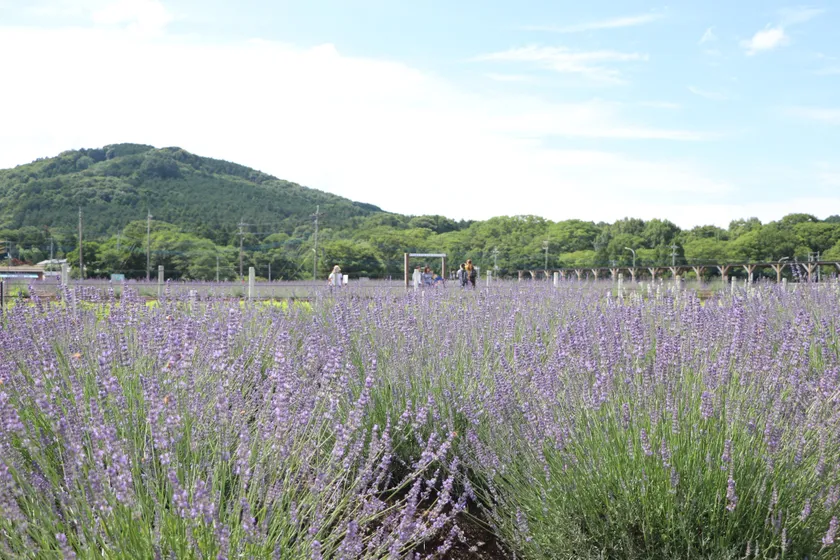 初夏を彩るラベンダーの花景色