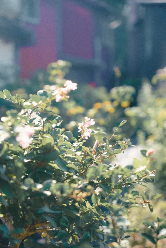 30種類のハーブを育てています