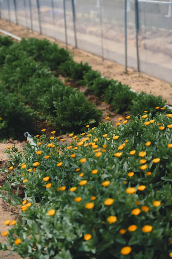 30種類のハーブ