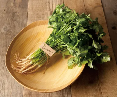 パクチー イメージ画像