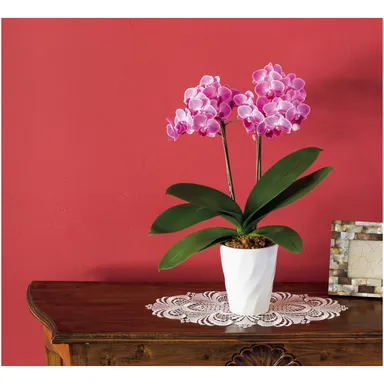 椎名洋ラン園　ミディ胡蝶蘭