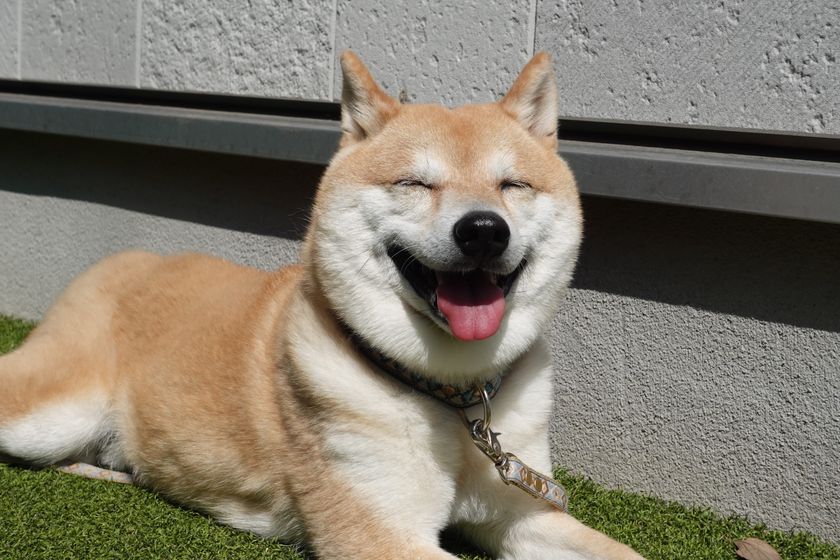 愛犬と一緒に暮らしたい高齢者が増加　
愛犬と暮らせるサ高住の問い合わせが昨対比約1.4倍に増加