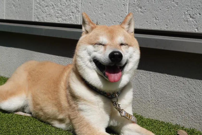 施設の看板犬、豆柴のフクです♪