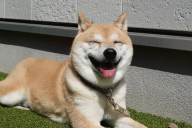 施設の看板犬、豆柴のフクです♪