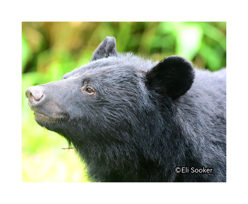 クラウドファンディング「くま共存エリアを増やしたい」
6,629,000円達成記念講演会　
西宮市で開催