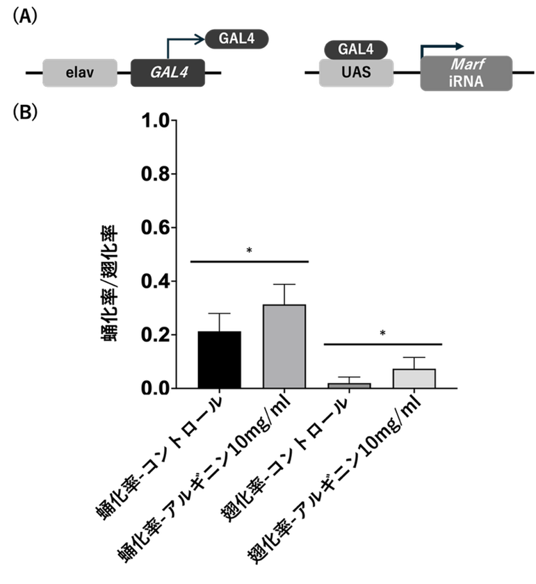 遺伝性ニューロパチーに対する新たな治療戦略を提案