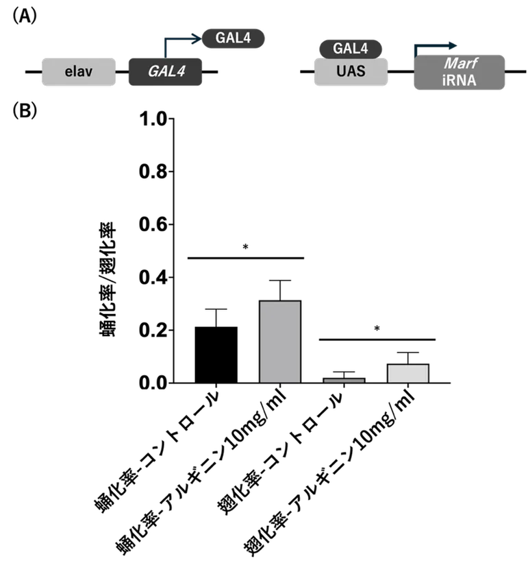 図1 MFN2ノックダウンショウジョウバエにおけるアルギニンの効果(A)実験系の模式図。神経特異的ドライバーであるelav-GAL4を用いて、UAS-Marf RNAiを発現させることで、ショウジョウバエにおいて神経特異的にMFN2相同遺伝子(Marf)をノックダウンした。(B)蛹化率および羽化率の比較。高用量アルギニン(10 mg/mL)投与により、蛹化率および羽化率はいずれもコントロールと比較して有意に改善した。