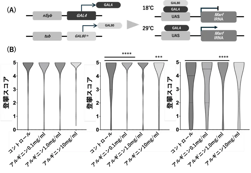 図2 MFN2ノックダウンショウジョウバエにおけるアルギニンの運動機能(A)実験系の模式図。nSyb-GAL4および温度感受性GAL80(GAL80ts)を用いた発現制御系により、成虫期において神経特異的にMFN2相同遺伝子(Marf)をノックダウンした。18℃ではGAL80によりGAL4活性が抑制されるが、29℃へ温度シフトすることでGAL80の抑制が解除され、Marf RNAiの発現が誘導される。 (B)登攀スコアの経時的変化。day3、day11、day17において運動機能(登攀能力)を評価した。day3では有意差を認めなかったが、day11では0.1 mg/mLおよび10 mg/mLのアルギニン投与群で有意な改善を認めた。day17では1 mg/mL群で最も顕著な改善を認めた。データは分布(バイオリンプロット)として示す。*p<0.05、***p<0.001、****p<0.0001。