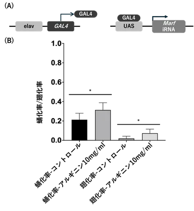 図1 MFN2ノックダウンショウジョウバエにおけるアルギニンの効果(A)実験系の模式図。神経特異的ドライバーであるelav-GAL4を用いて、UAS-Marf RNAiを発現させることで、ショウジョウバエにおいて神経特異的にMFN2相同遺伝子(Marf)をノックダウンした。(B)蛹化率および羽化率の比較。高用量アルギニン(10 mg/mL)投与により、蛹化率および羽化率はいずれもコントロールと比較して有意に改善した。