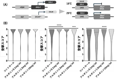 図2 MFN2ノックダウンショウジョウバエにおけるアルギニンの運動機能(A)実験系の模式図。nSyb-GAL4および温度感受性GAL80(GAL80ts)を用いた発現制御系により、成虫期において神経特異的にMFN2相同遺伝子(Marf)をノックダウンした。18℃ではGAL80によりGAL4活性が抑制されるが、29℃へ温度シフトすることでGAL80の抑制が解除され、Marf RNAiの発現が誘導される。 (B)登攀スコアの経時的変化。day3、day11、day17において運動機能(登攀能力)を評価した。day3では有意差を認めなかったが、day11では0.1 mg/mLおよび10 mg/mLのアルギニン投与群で有意な改善を認めた。day17では1 mg/mL群で最も顕著な改善を認めた。データは分布(バイオリンプロット)として示す。＊p＜0.05、＊＊＊p＜0.001、＊＊＊＊p＜0.0001。