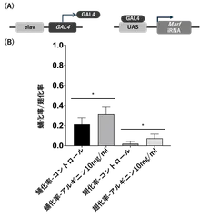 図1 MFN2ノックダウンショウジョウバエにおけるアルギニンの効果(A)実験系の模式図。神経特異的ドライバーであるelav-GAL4を用いて、UAS-Marf RNAiを発現させることで、ショウジョウバエにおいて神経特異的にMFN2相同遺伝子(Marf)をノックダウンした。(B)蛹化率および羽化率の比較。高用量アルギニン(10 mg/mL)投与により、蛹化率および羽化率はいずれもコントロールと比較して有意に改善した。