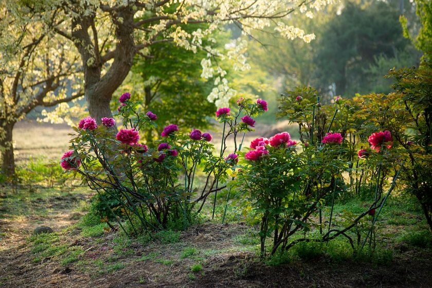 つくば牡丹園「PEONY GARDEN(ピオニー ガーデン) 2026」が
4/9(木)～5/24(日)期間限定オープン！グルメや体験企画も実施