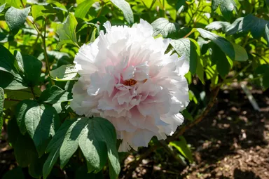 美しい牡丹と健康な土壌(2025年4月撮影)